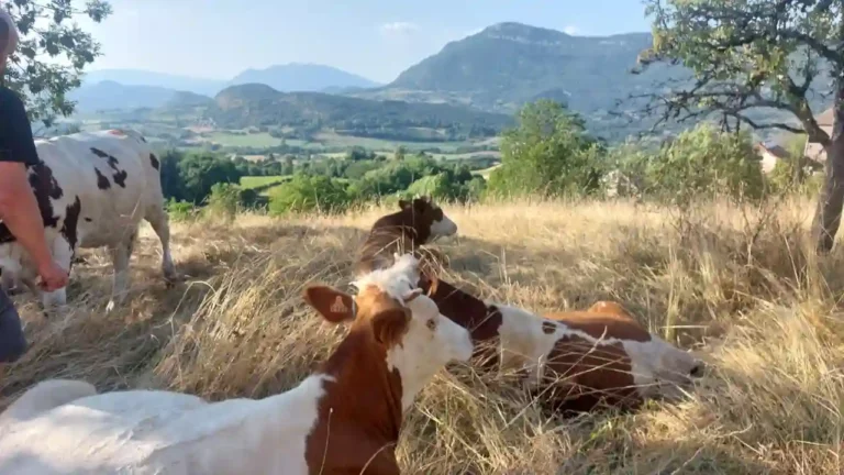 bandeau-10-ruralis-veterinaire-savoie-720p