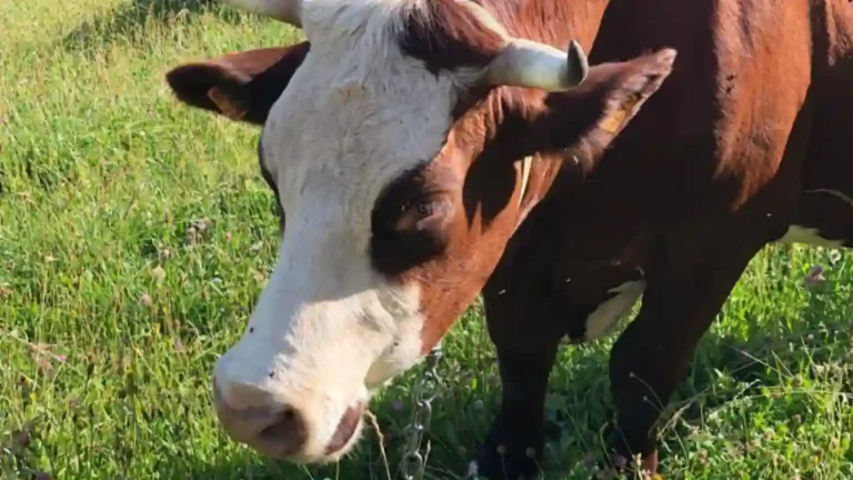 bandeau-12-ruralis-veterinaire-savoie-720p