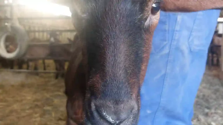 bandeau-16-ruralis-veterinaire-savoie-720p