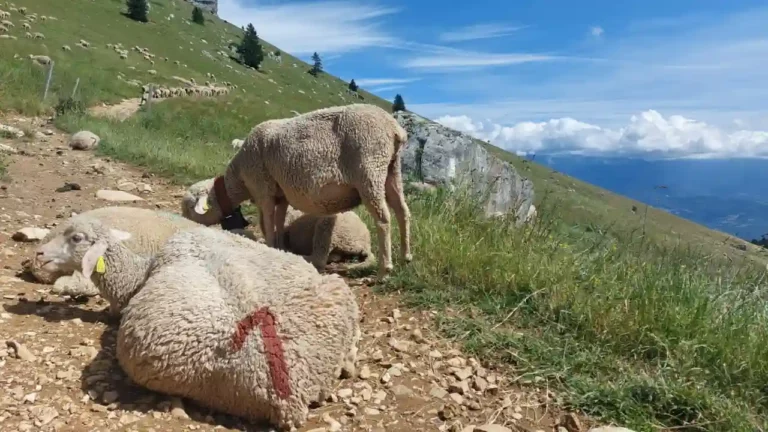 bandeau-21-ruralis-veterinaire-savoie-720p