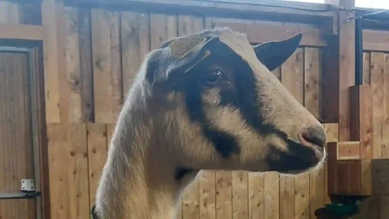 bandeau-23-ruralis-veterinaire-savoie-720p