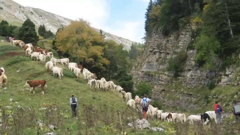 bandeau-4-ruralis-veterinaire-savoie-720p
