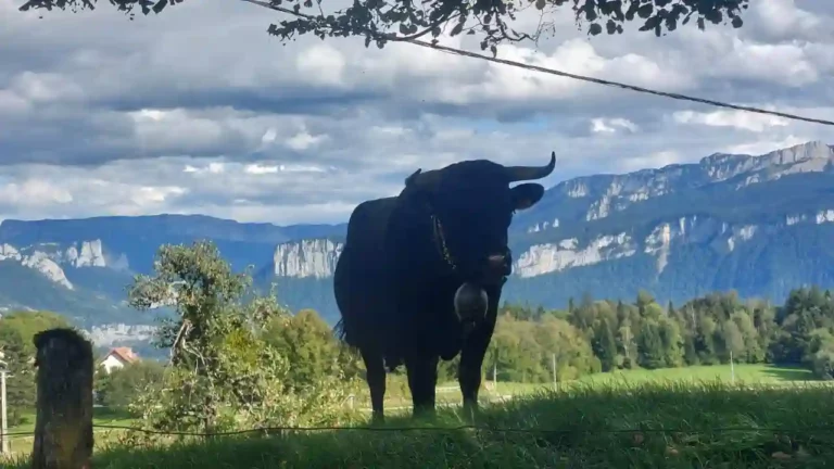 bandeau-6-ruralis-veterinaire-savoie-720p