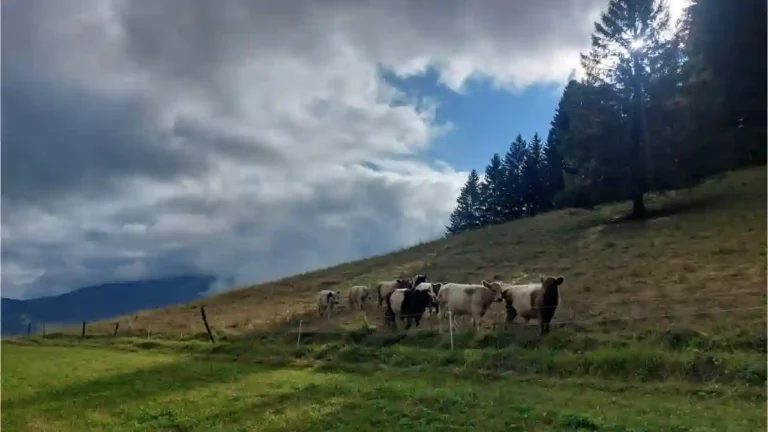 bandeau-8-ruralis-veterinaire-savoie-720p